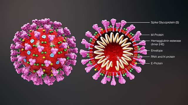 رحلة سعيدة الى بلاد الكورونا! 640px 3D medical animation coronavirus structure